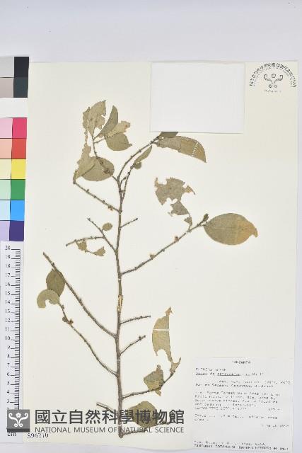 登錄號:S096210藏品圖，第1張