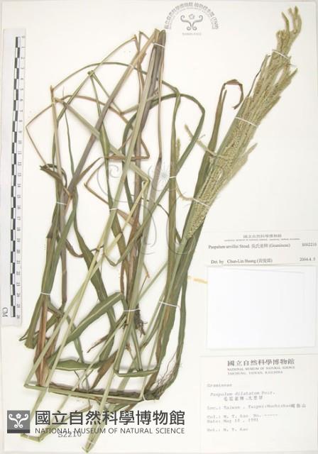 吳氏雀稗藏品圖，第1張