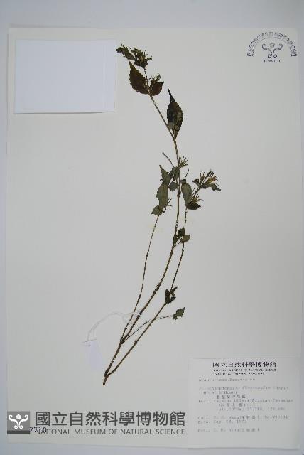 曲莖馬藍藏品圖，第1張