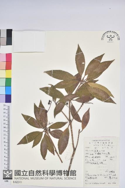 馬醉木藏品圖，第1張