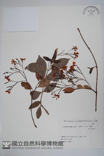 亞洲絡石藏品圖，第1張