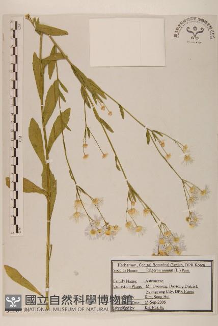 白頂飛蓬藏品圖，第1張