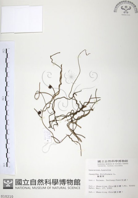 無根草藏品圖，第1張