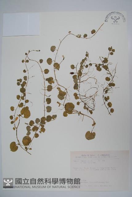 普刺特草藏品圖，第1張