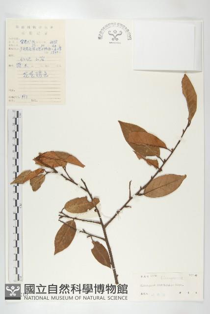 巴東胡頹子藏品圖，第1張