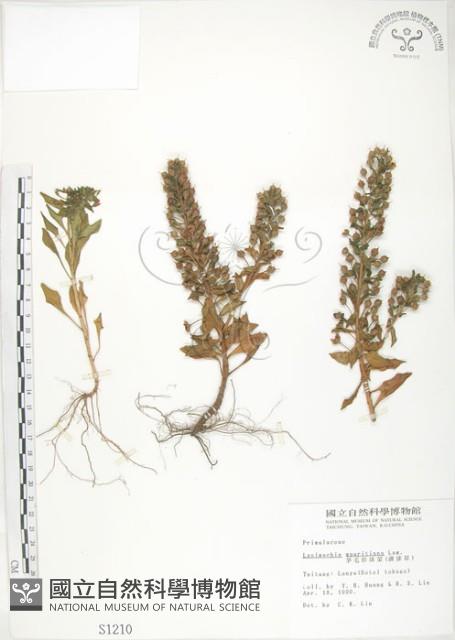 茅毛珍珠菜藏品圖，第1張