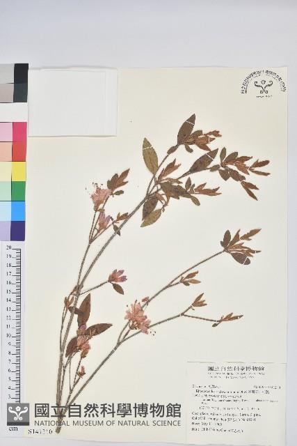 臺灣高山杜鵑藏品圖，第1張