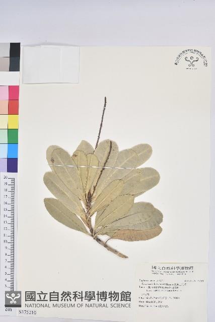 蘭嶼土沉香藏品圖，第1張