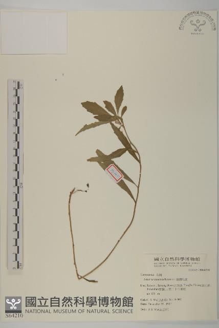 臺灣馬蘭藏品圖，第1張