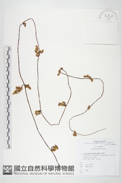 日本菟絲子藏品圖，第1張