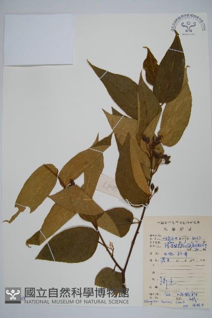 長毛八角楓藏品圖，第1張