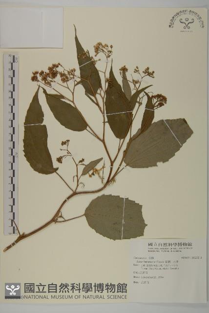 Accession Number:S123210 Collection Image, Figure 1, Total 2 Figures