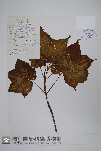 毛果槭藏品圖，第1張