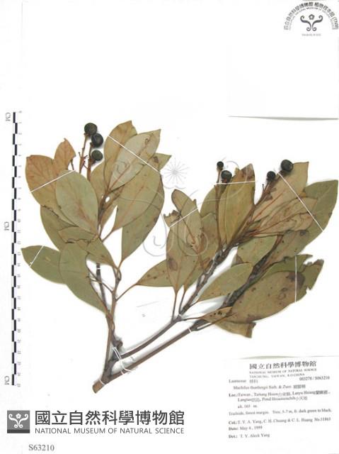 豬腳楠藏品圖，第1張