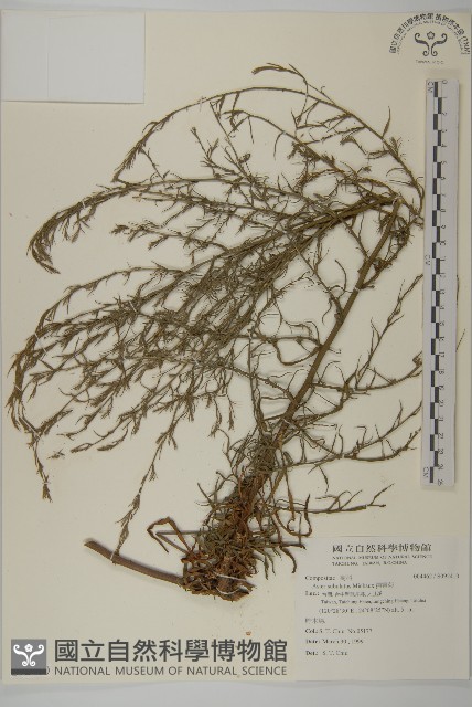 掃帚菊藏品圖，第1張