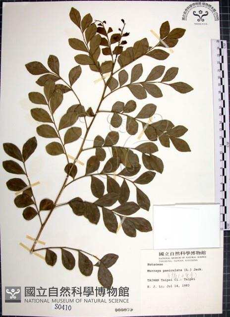 月橘藏品圖，第1張