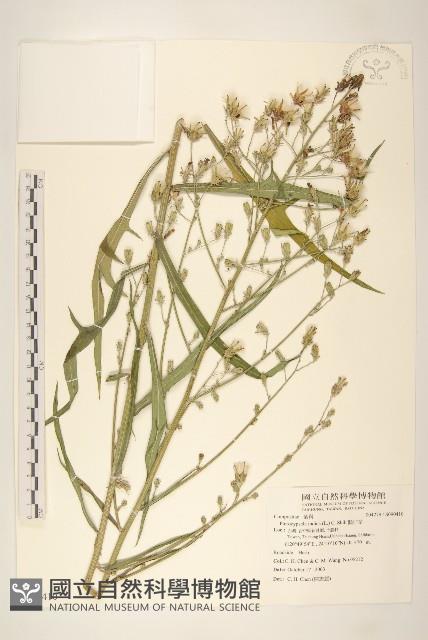 鵝仔草藏品圖，第1張