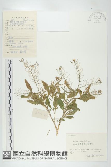 葶藶藏品圖，第1張