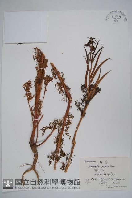 角蒿藏品圖，第1張