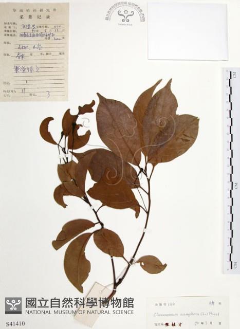 樟樹藏品圖，第1張