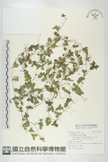垂果瓜藏品圖，第1張