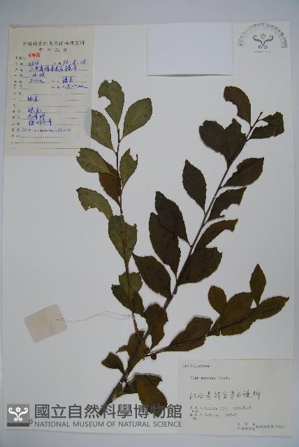 落霜紅、梅葉冬青藏品圖，第1張