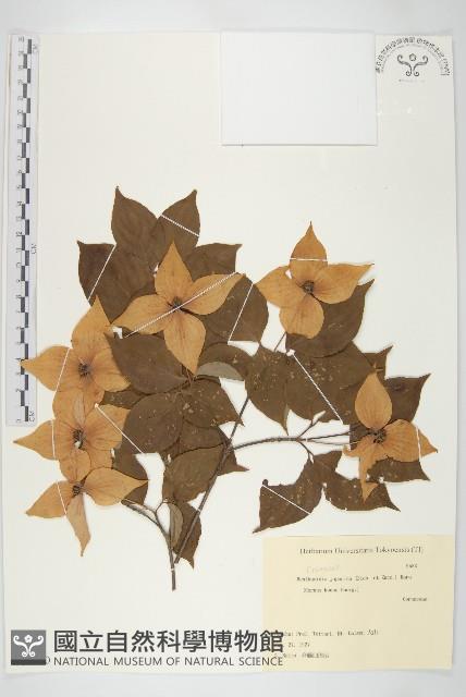 四照花藏品圖，第1張