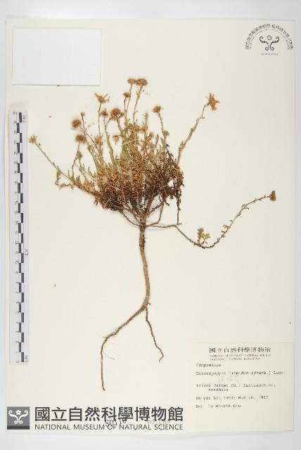 狗娃花藏品圖，第1張