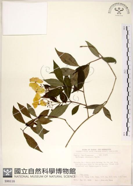 華八仙藏品圖，第1張