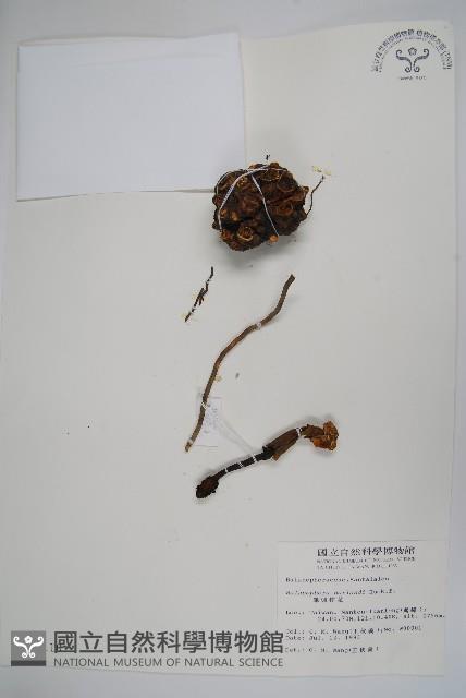 筆頭蛇菰藏品圖，第1張