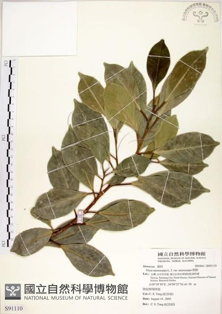 榕樹藏品圖，第1張