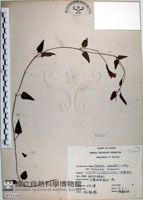 倒地蜈蚣、四角銅鑼藏品圖，第1張