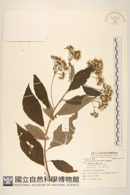 樹斑鳩菊藏品圖，第1張