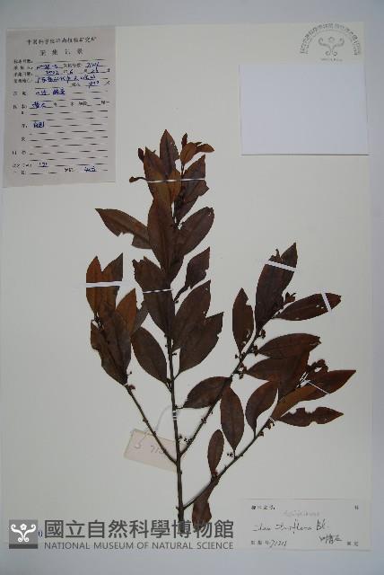 三花冬青藏品圖，第1張