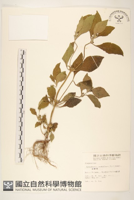 金腰箭藏品圖，第1張