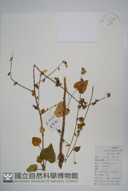 薺苨藏品圖，第1張