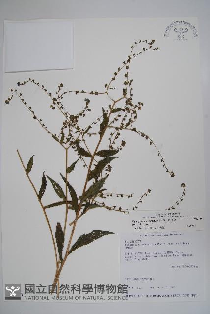 琉璃草藏品圖，第1張