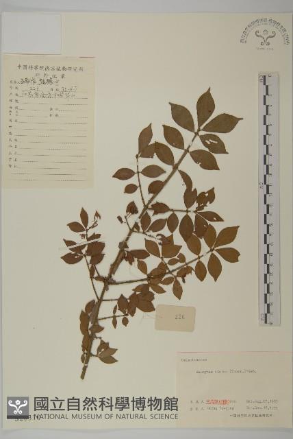 衛矛藏品圖，第1張