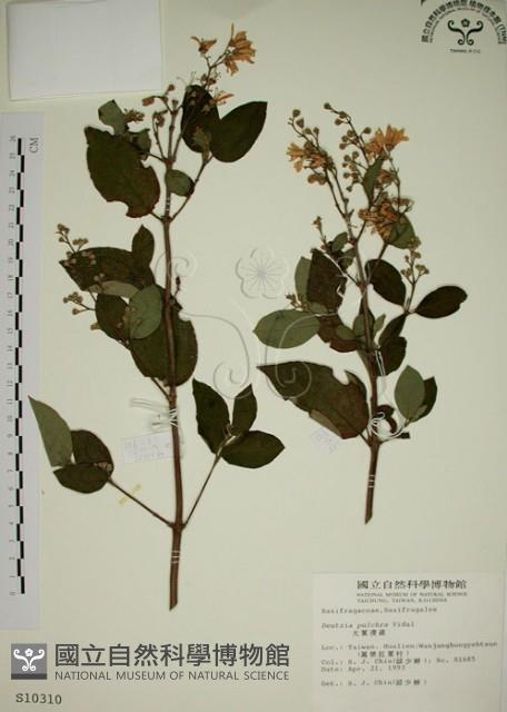 大葉溲疏藏品圖，第1張