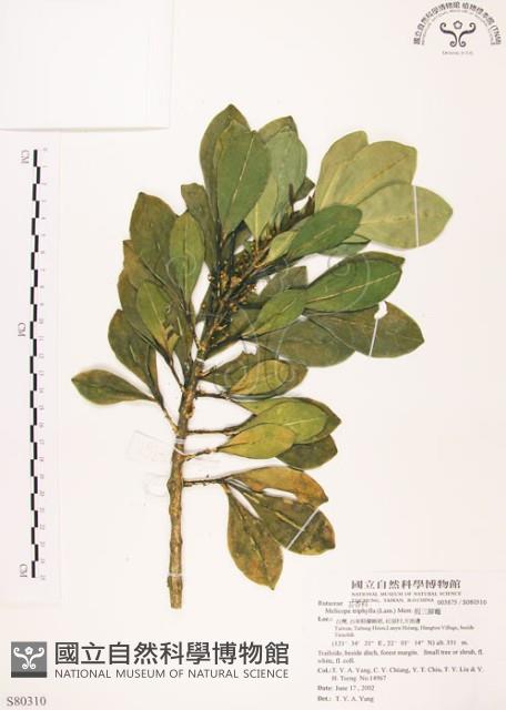 假三腳虌藏品圖，第1張