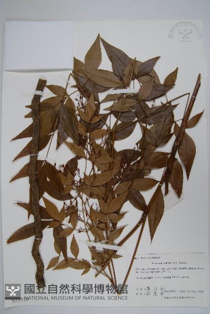 南天竹、天竹、蘭天竹藏品圖，第1張