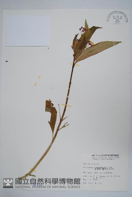 尖尾鳳、馬利筋藏品圖，第1張