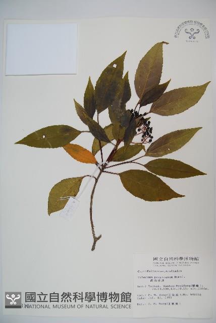 高山莢迷藏品圖，第1張