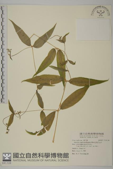 亞毛無心菜藏品圖，第1張