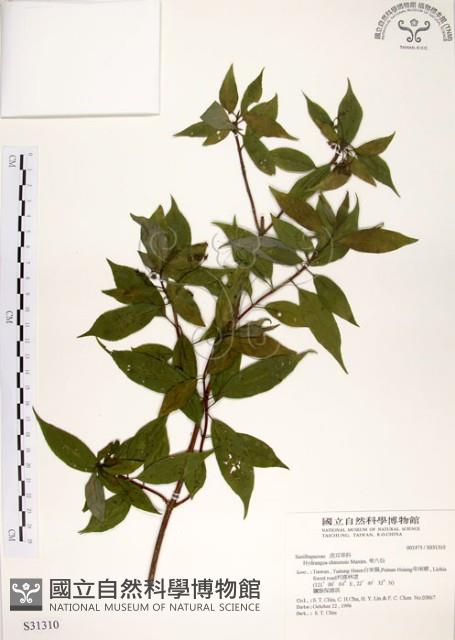 華八仙藏品圖，第1張