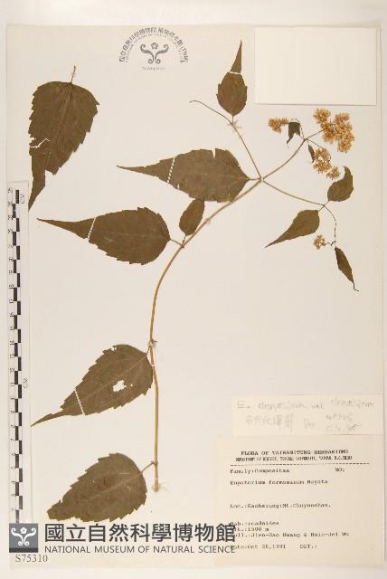 田代氏澤蘭藏品圖，第1張