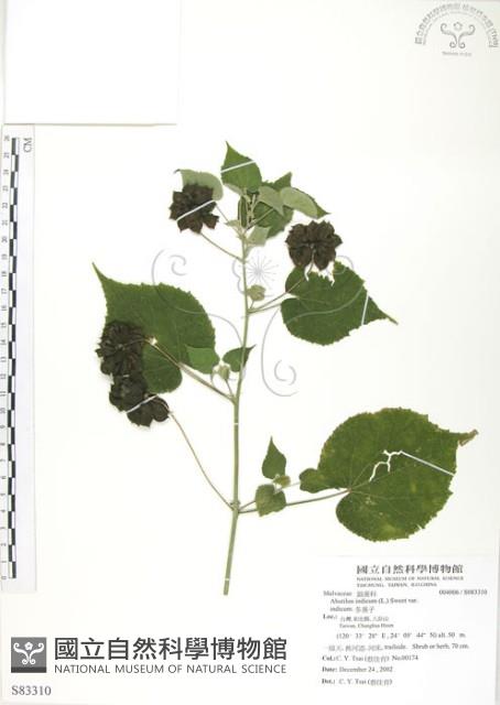 冬葵子藏品圖，第1張