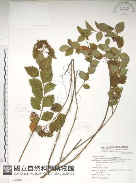 臺灣繡線菊藏品圖，第1張