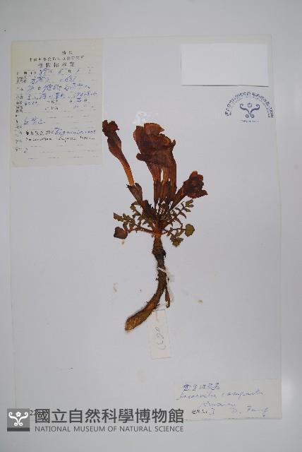 全緣角蒿藏品圖，第1張