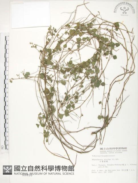 小葉括根藏品圖，第1張